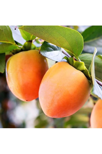 Хурма раннього дозрівання